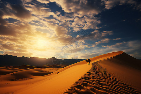 沙丘上的野生骆驼背景图片