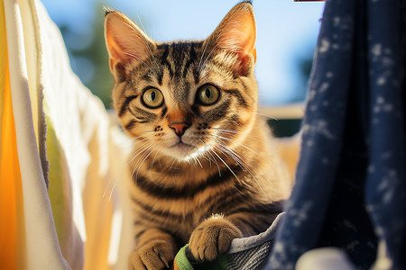 户外萌宠的小猫动物架子高清图片素材