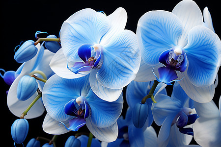 蓝白色的兰花背景图片