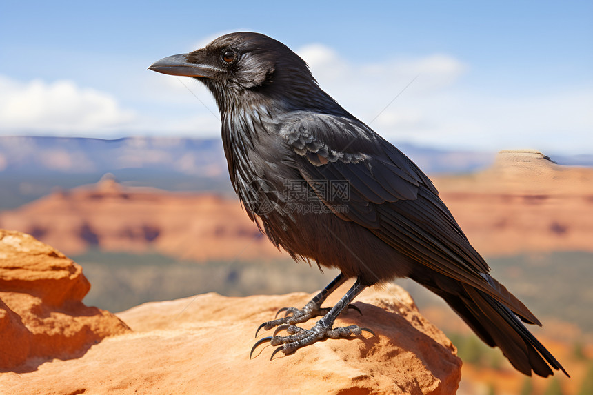 沙漠中一只乌鸦图片