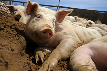 饲养猪一群猪在猪圈背景