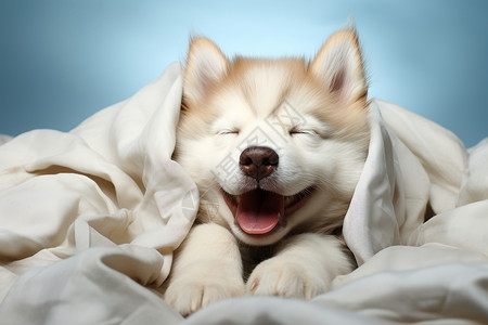宠物毛毯可爱小狗打着毛毯睡觉背景