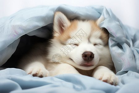 小狗睡眠狗高清图片