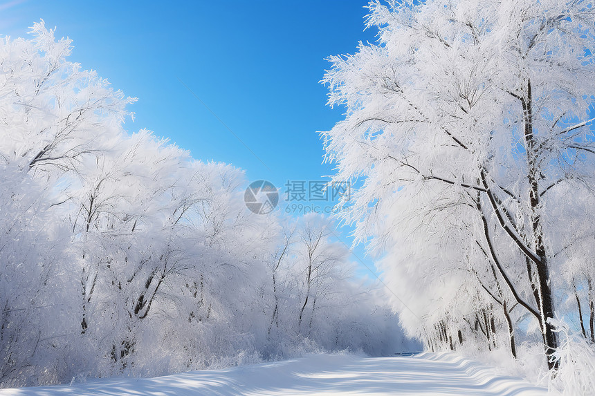 冰雪覆盖的林间小路图片