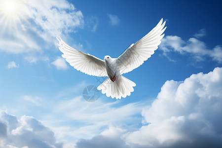 白鸽自由飞翔背景图片