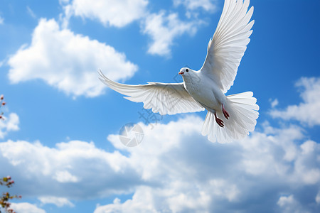 和平鸽素材自由翱翔的鸽子背景