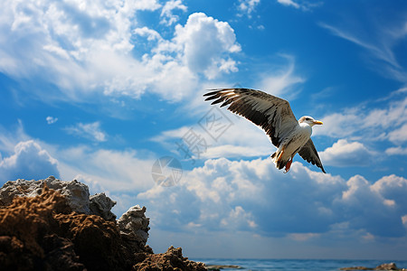 海岛上的飞鸟背景图片