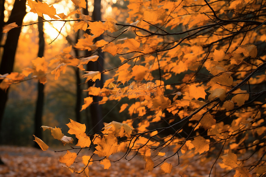 秋日森林中的黄叶图片