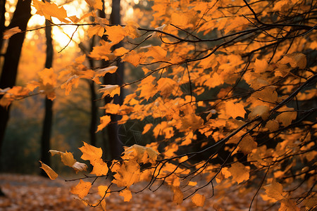 秋日森林中的黄叶背景图片
