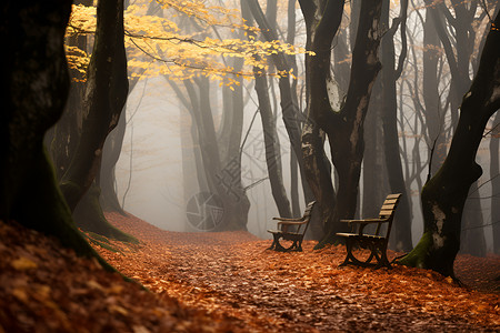 风景优美的秋季森林背景图片