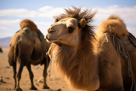 沙漠的骆驼荒野双峰高清图片