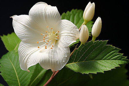 纯洁的白花背景图片