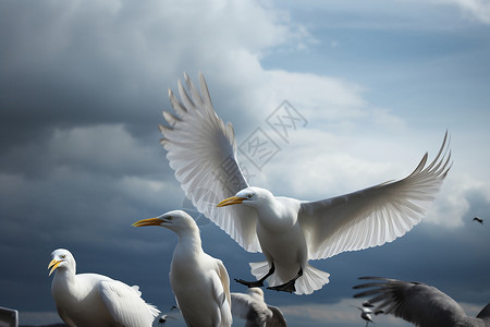 一行白鹭上青天天空上有一群海鸥背景
