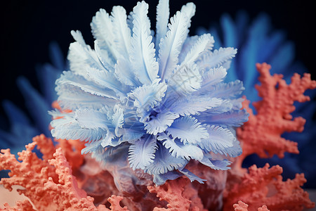 炫彩珊瑚礁背景图片