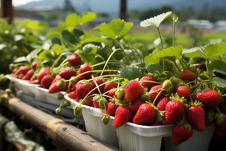 草莓果园农场中的草莓种植果园背景