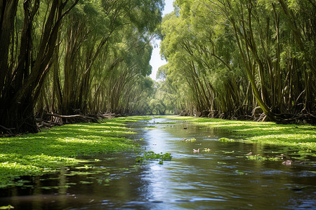翠绿之中湿润的河流与森林交融倾斜的照片高清图片