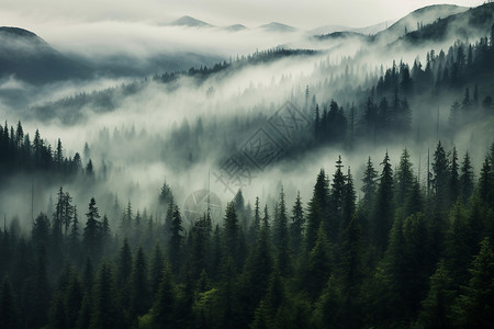神秘的雾中山林高清图片