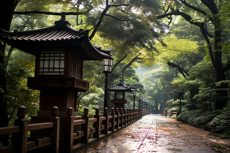 遗迹公园森林里的公园小路背景