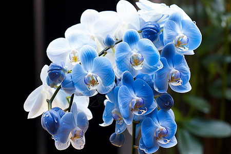 美丽的蓝色花束背景图片