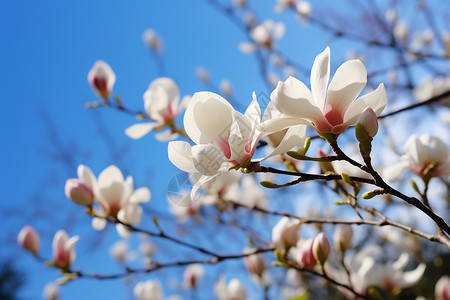 春季花园中绽放的美丽樱花花朵背景图片