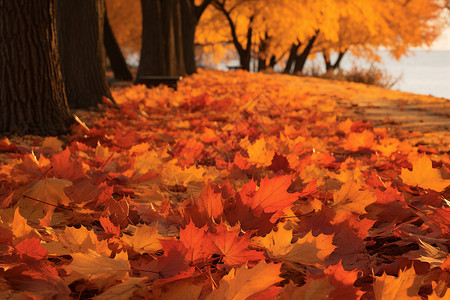 枫树的落叶背景图片