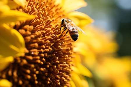 向日葵上的蜜蜂背景图片