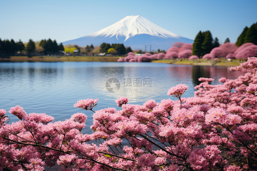 日本富士山的樱花图片