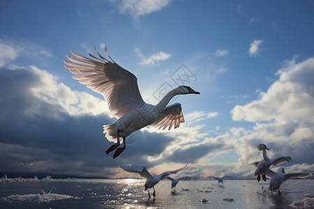 水面上起飞的大雁背景图片