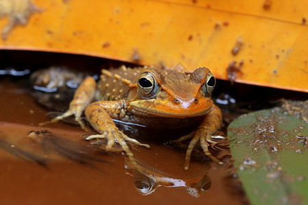 蹦蹦跳跳的青蛙背景图片
