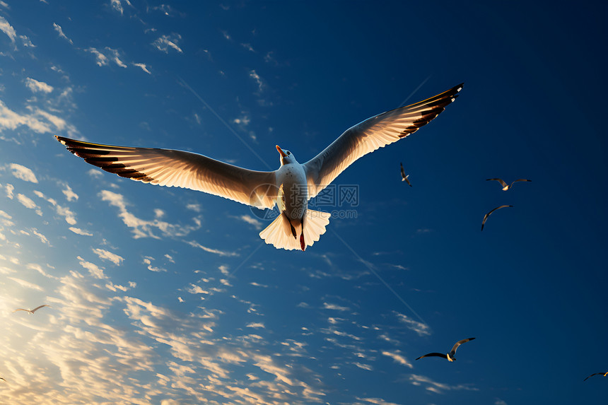 天空中翱翔的海鸥图片