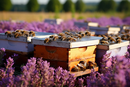 花海中的蜜蜂和蜂箱高清图片