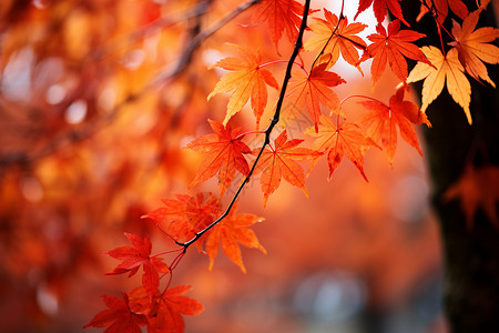 秋天的枫树背景图片