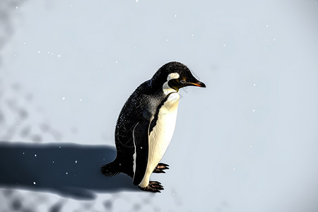 寒冷中的可爱企鹅背景图片