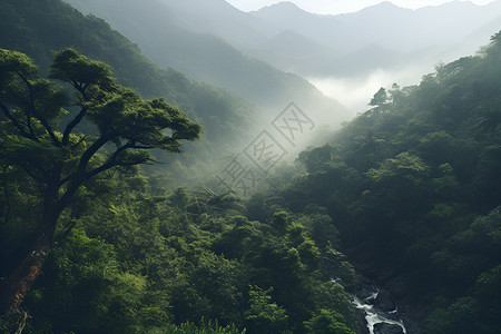 热带森林翠绿树林背景