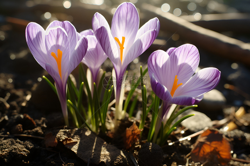 盛放的紫色花朵图片