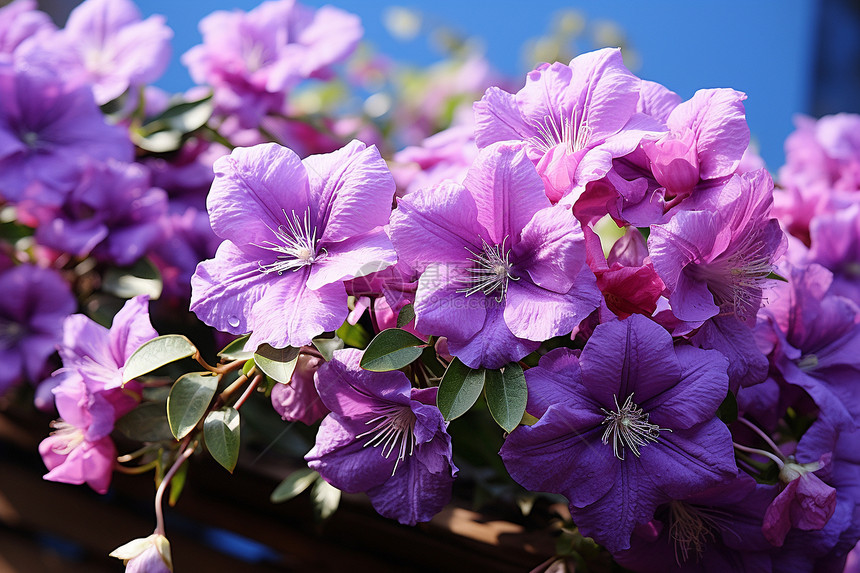 阳光下的紫色花丛图片