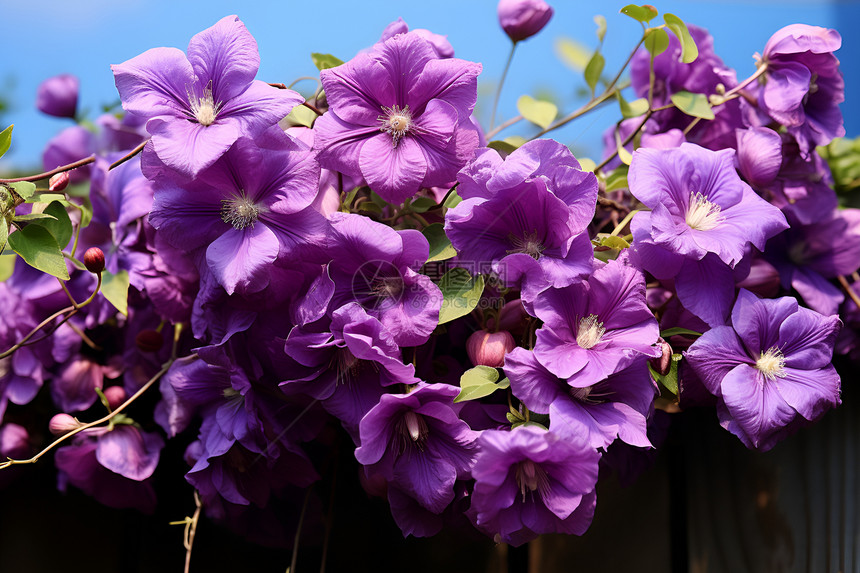 美丽的紫色花丛图片