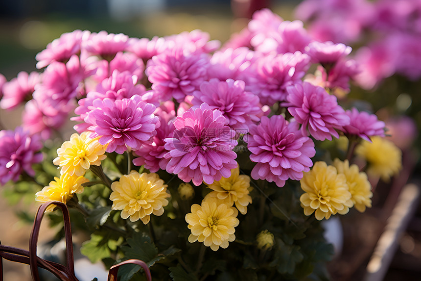 花园花朵图片