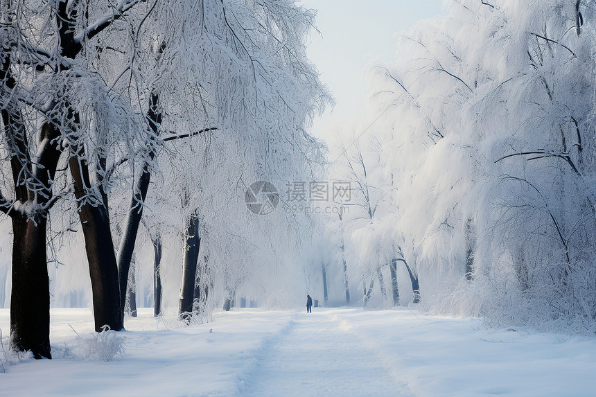 雪地小路上的树林图片