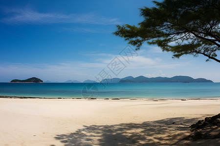 海边沙滩上的树背景图片