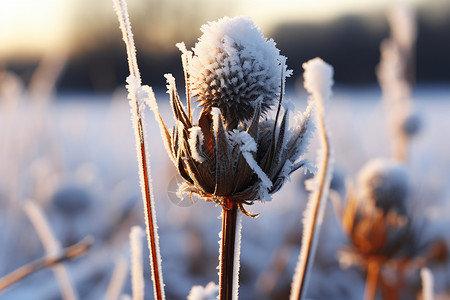 覆雪的杂草背景图片