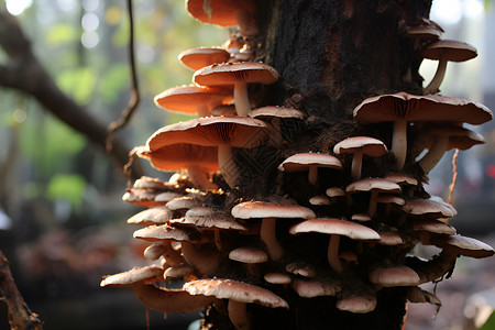 健康饮食的菌类蘑菇背景图片