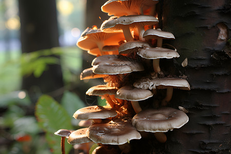野生的菌类蘑菇背景图片
