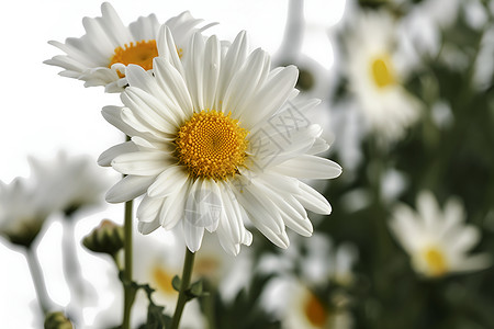 美丽的洋甘菊花朵背景图片