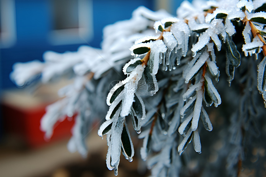 白雪皑皑的霜冻树枝图片