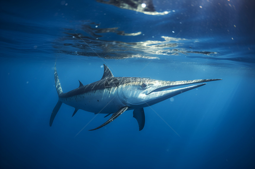 深海中游动的鲨鱼图片