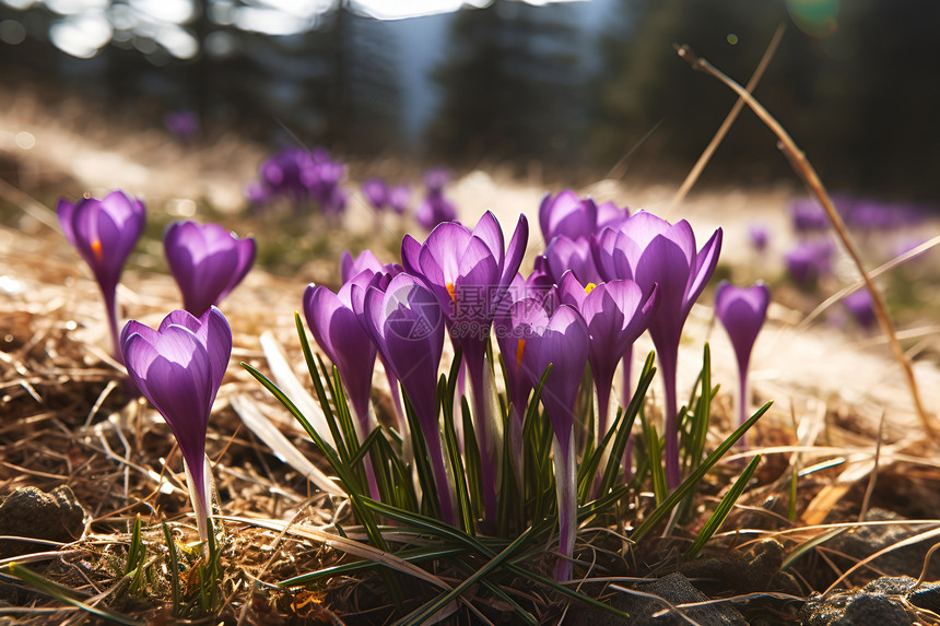 春日紫色花朵图片