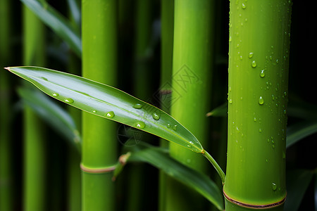 水滴点缀下的竹海背景图片