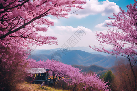 春季满山樱花的美丽景观背景图片