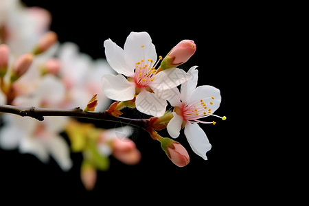 花园中绽放的樱花花朵背景图片